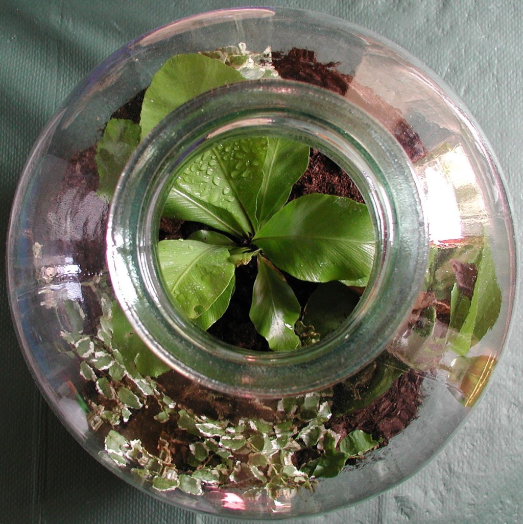 Ecotuintje in fles workshop in Groningen