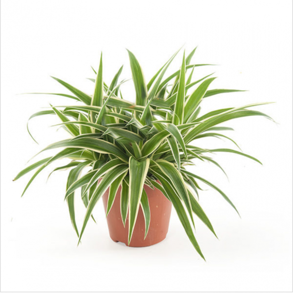 Chlorophytum