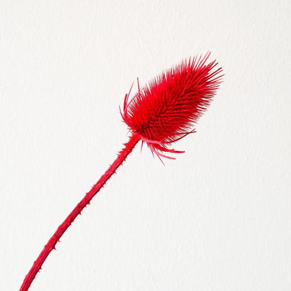 Droogbloemen-krans-DIY-pakket-groningen-urbanheart